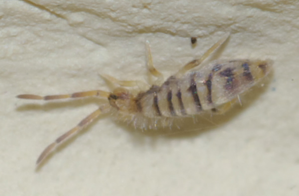 Entomobryia multifasciata  - Rende (CS)